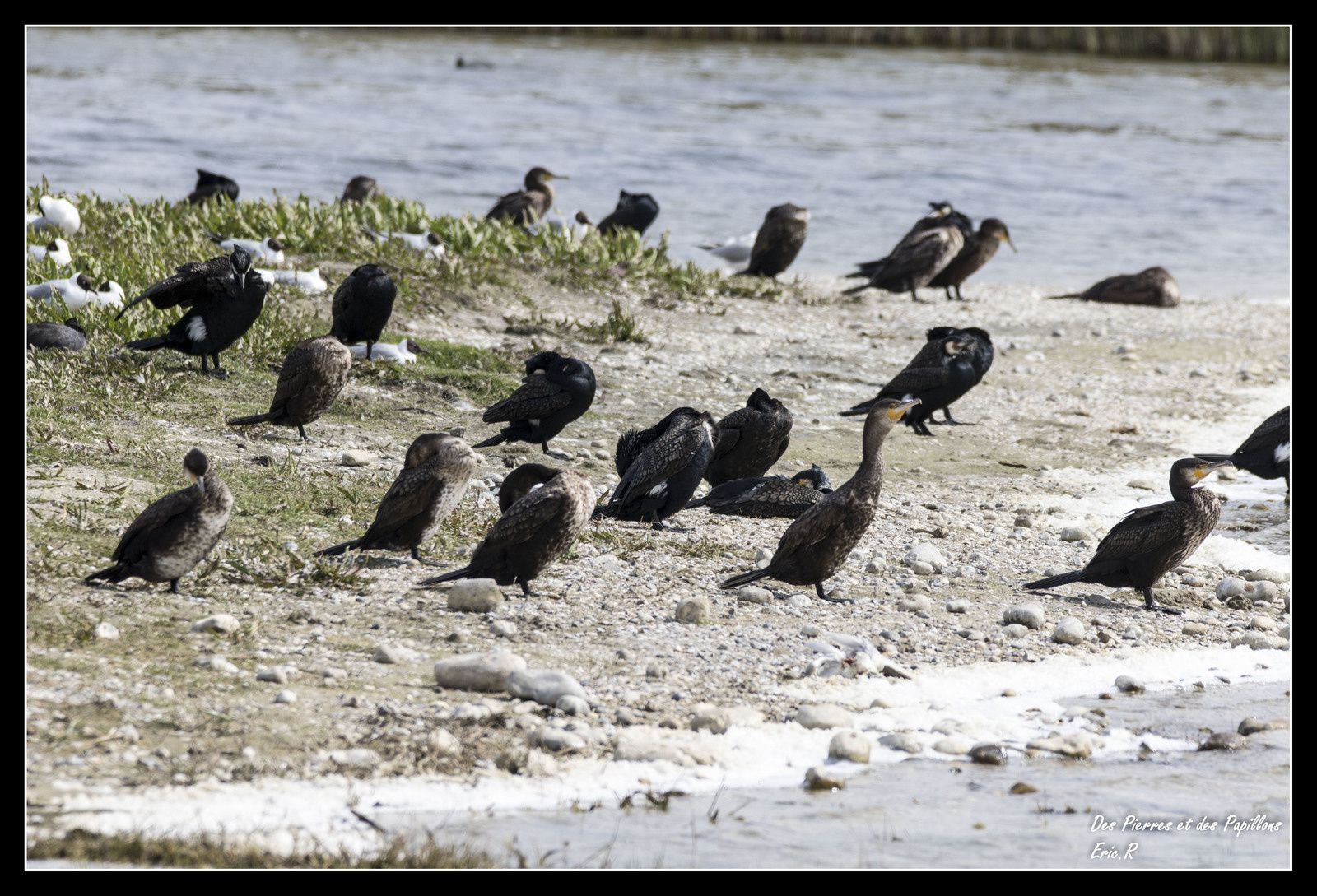 Un groupe de grands cormorans