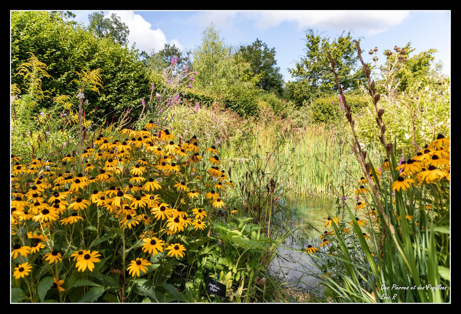 Les allées quelques bosquets dans les jardins