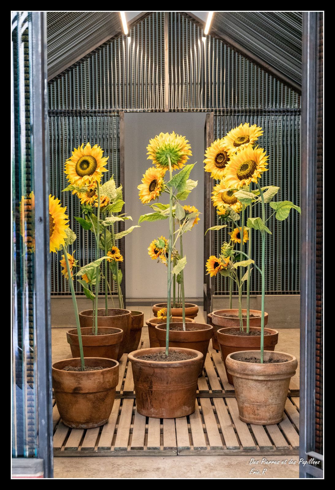 Agnès Varda (Fr) / Trois pièces sur cour : la serre du bonheur.