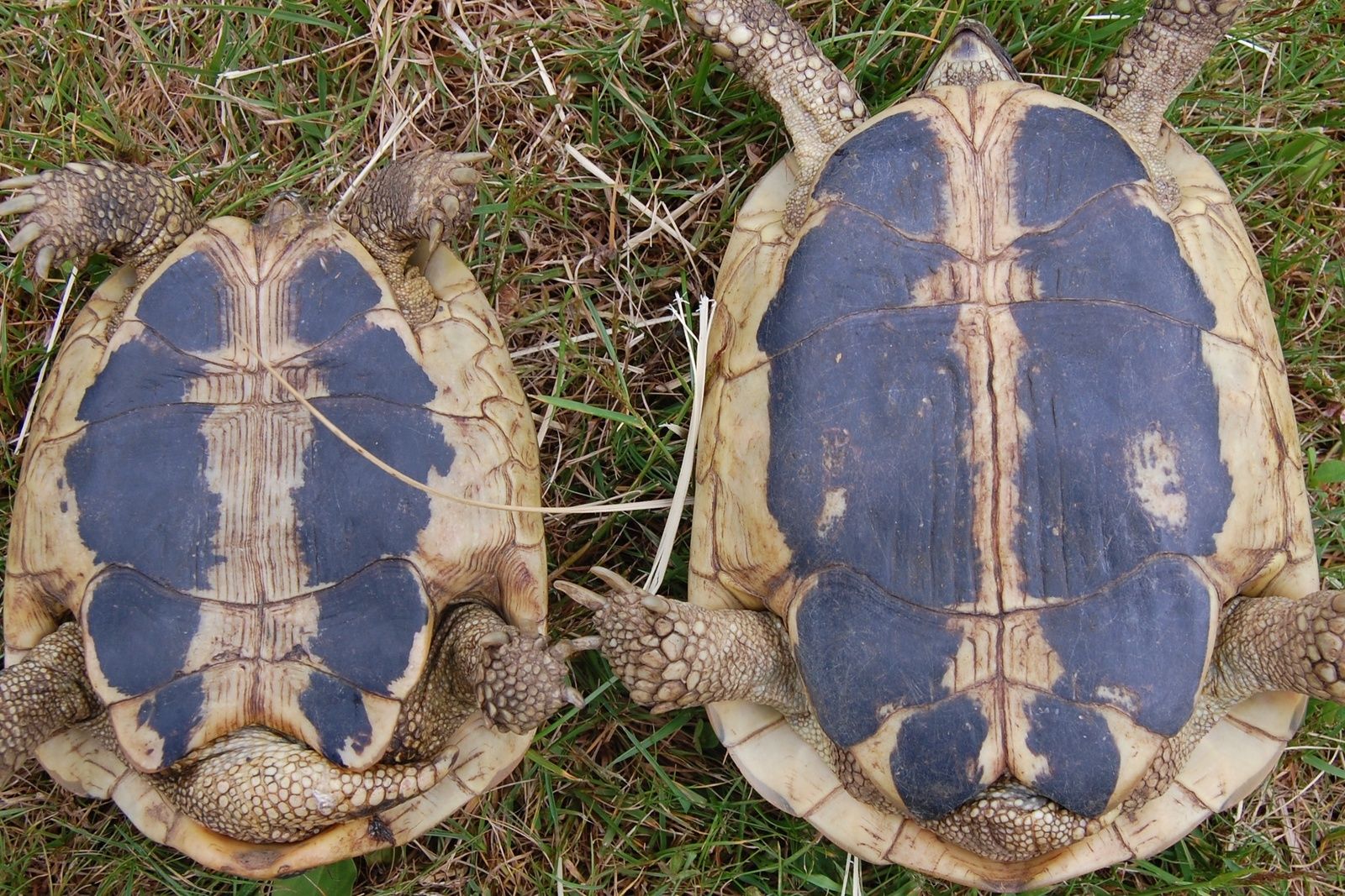 Testudo hermanni hermanni, plastron vraiment noire.