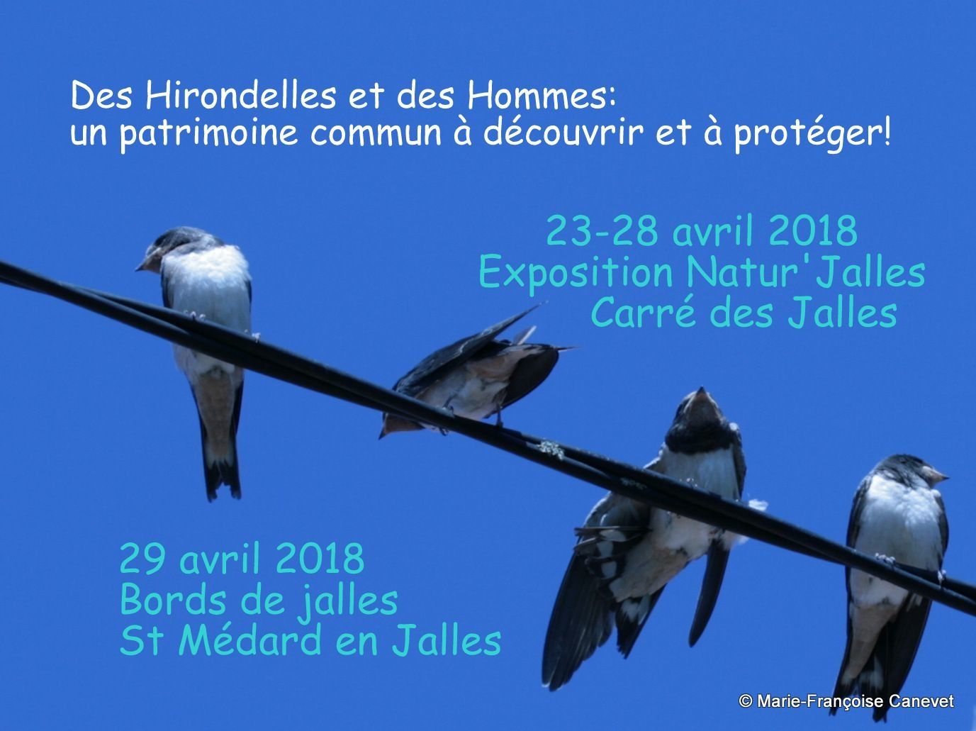 https://img.over-blog-kiwi.com/0/57/71/14/20180411/ob_486cbb_hirondelle-affiche-expo-derniere-ed.jpg