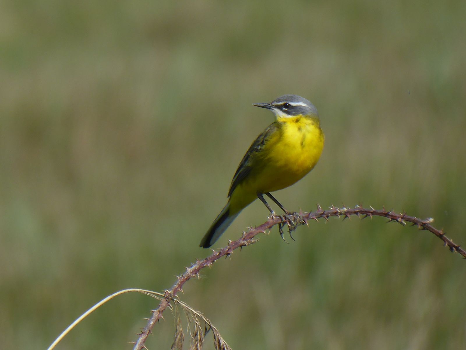Sortie Nature 21 Avril 2018 Oiseaux Nicheurs Des Marais Du