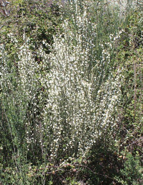 Le Cytise à fleurs blanches s'expatrie sur nos bords de route - Cytisus  multiflorus - Nature et rencontres