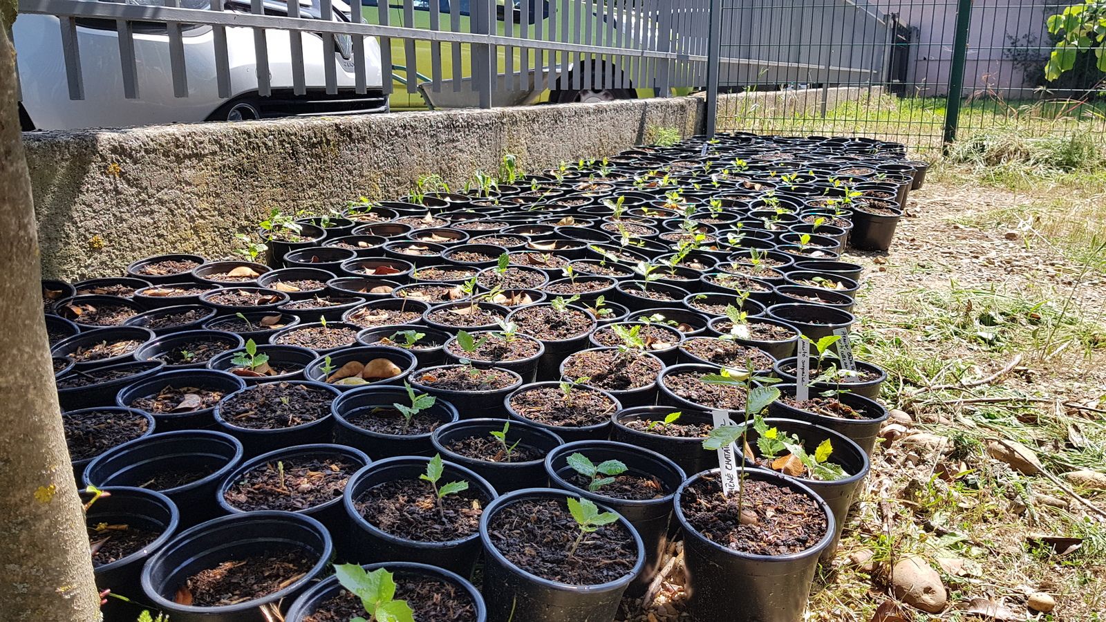 Chênes et masques à récupérer, lundi 25 et mardi 26 mai