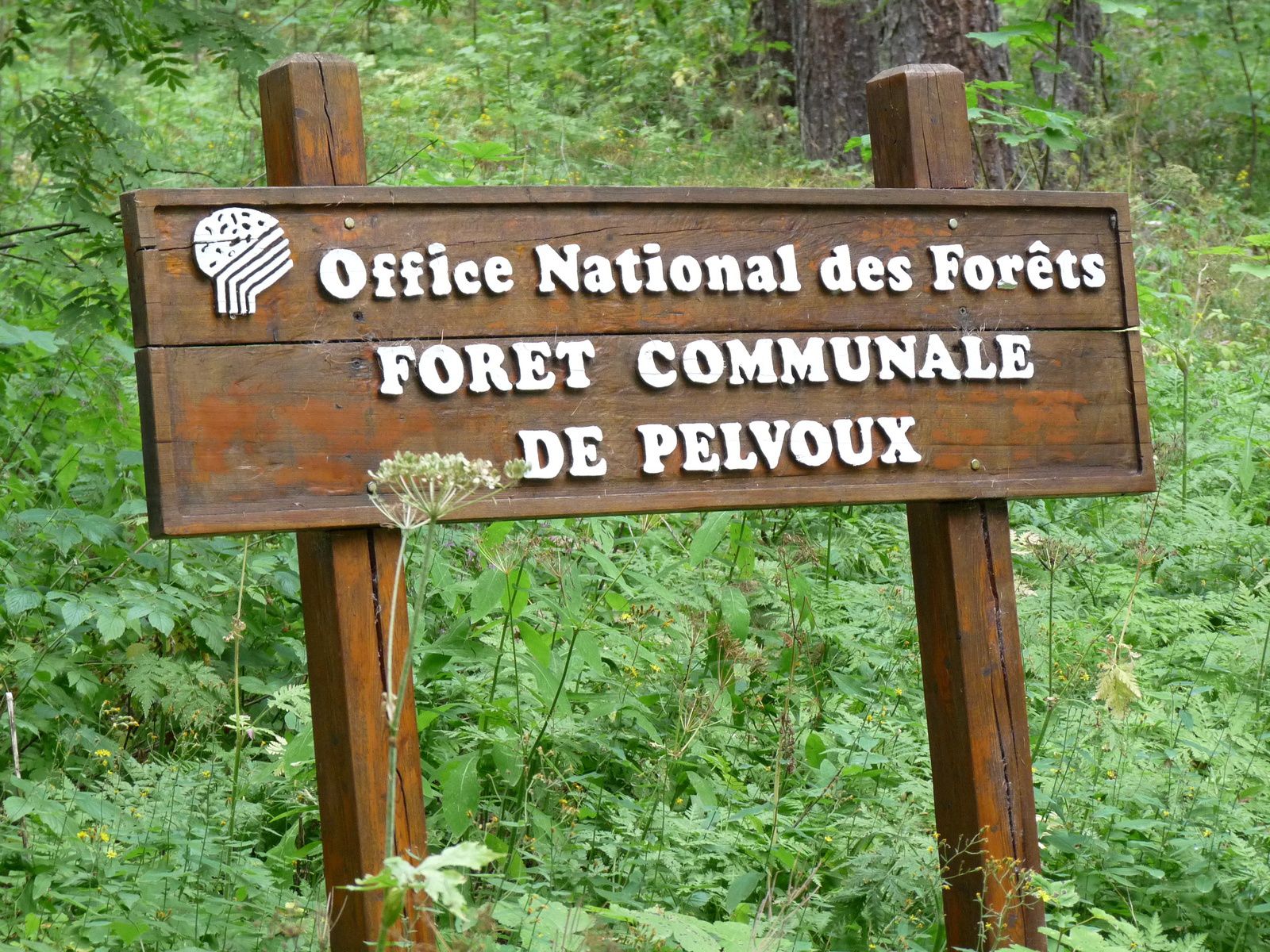 MELEZES du Parc National des Ecrins.Vallouise,La Garde,La Meije.