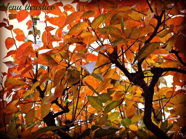 albero autunno
