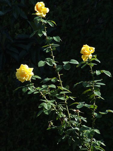 rose gialle
