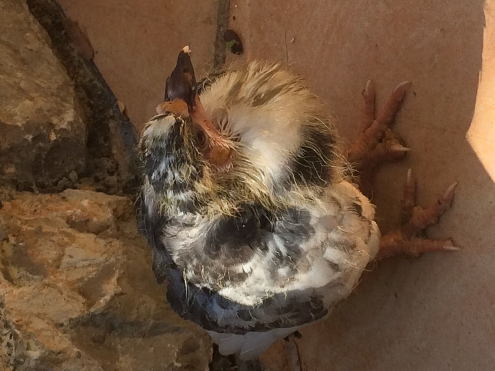 Au Jardin Sauvetage D Un Bebe Pigeon Les Broutilles De Nanou Over Blog Com