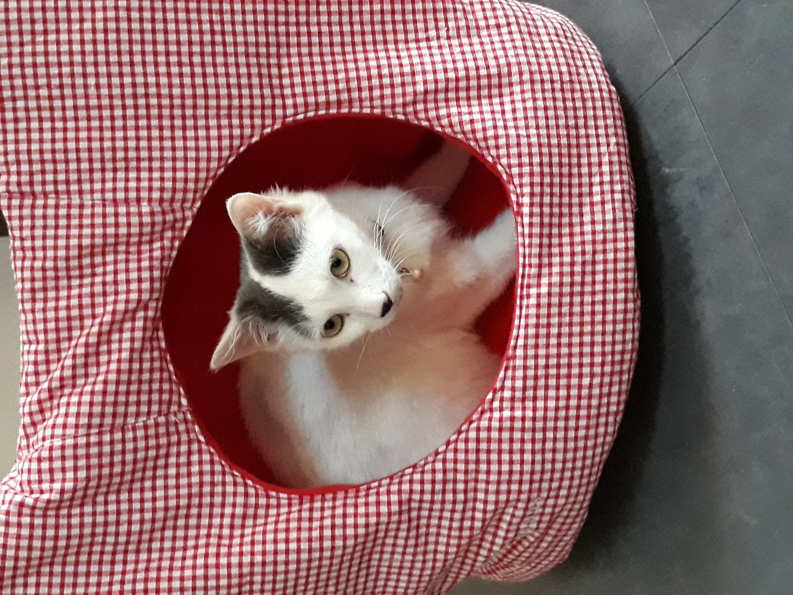 Un Igloo Pour Chat Emeline Et Ses Hobbies