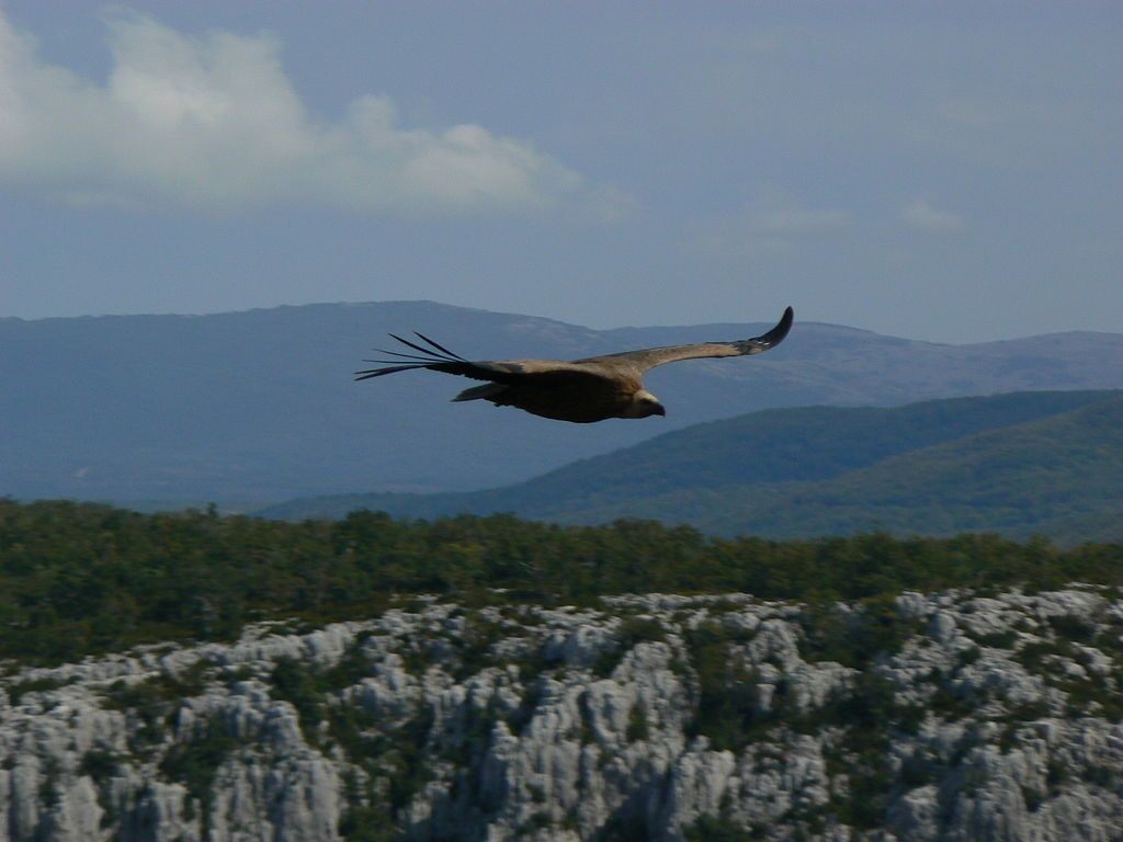dans les gorges du Verdon- Par Kessel Luc — Travail personnel, CC BY-SA 3.0, https://commons.wikimedia.org/w/index.php?curid=16003521