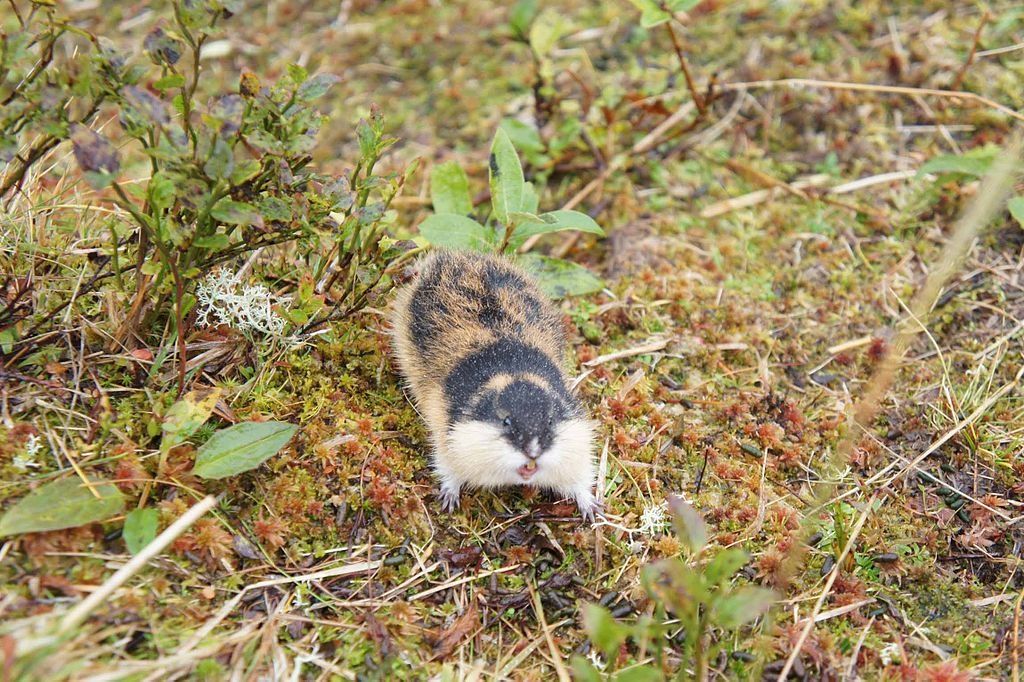 lemming de Norvège Par Andreaze — Travail personnel, CC BY-SA 3.0, https://commons.wikimedia.org/w/index.php?curid=16891276