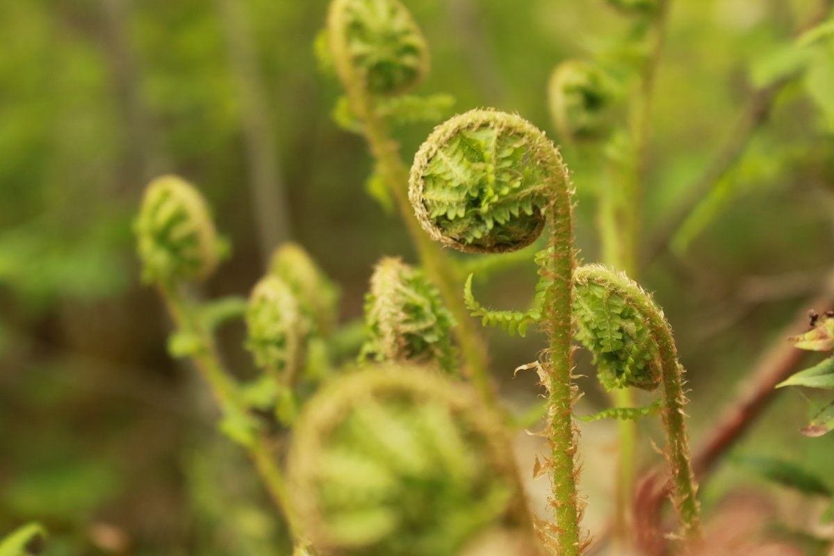Qui comprendra la fougère ?