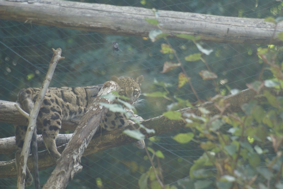 Au parc des félins de Nesles