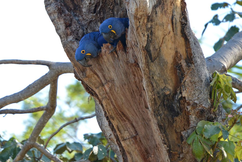 Par Geoff Gallice from Gainesville, FL, USA — Hyacinth macaws, CC BY 2.0, https://commons.wikimedia.org/w/index.php?curid=20068287