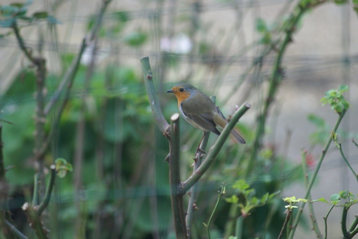 Triple-Georges le rouge-gorge