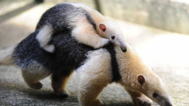 Mburucuyá le tamandua