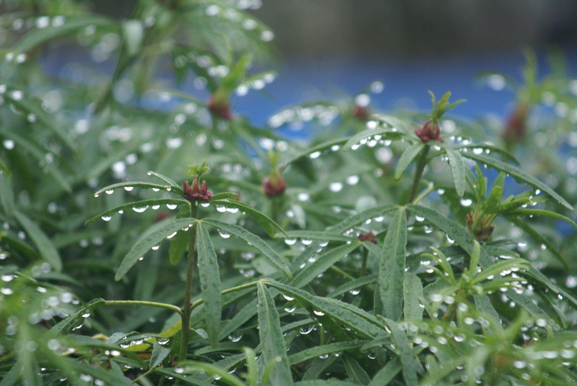 La vie qui scintille