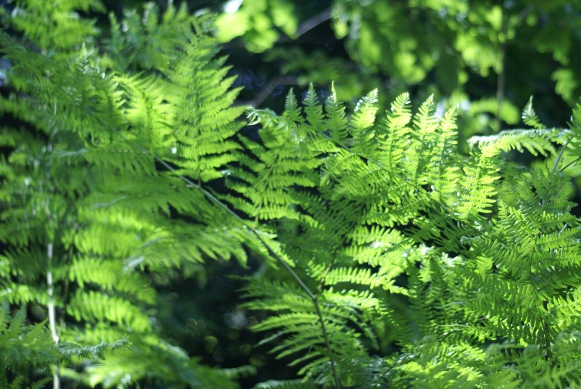 La poésie sans fin : La fougère fait un vœu