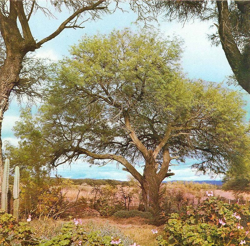 Par Libro del Árbol, Tome II, edited by Celulosa Argentina S. A., Buenos Aires, Argentina, October 1975. The visual material is not explicitly copyrighted, but the editors thank Mr. Jorge Vallmitjana for his photographic contribution., Domaine public, https://commons.wikimedia.org/w/index.php?curid=291004
