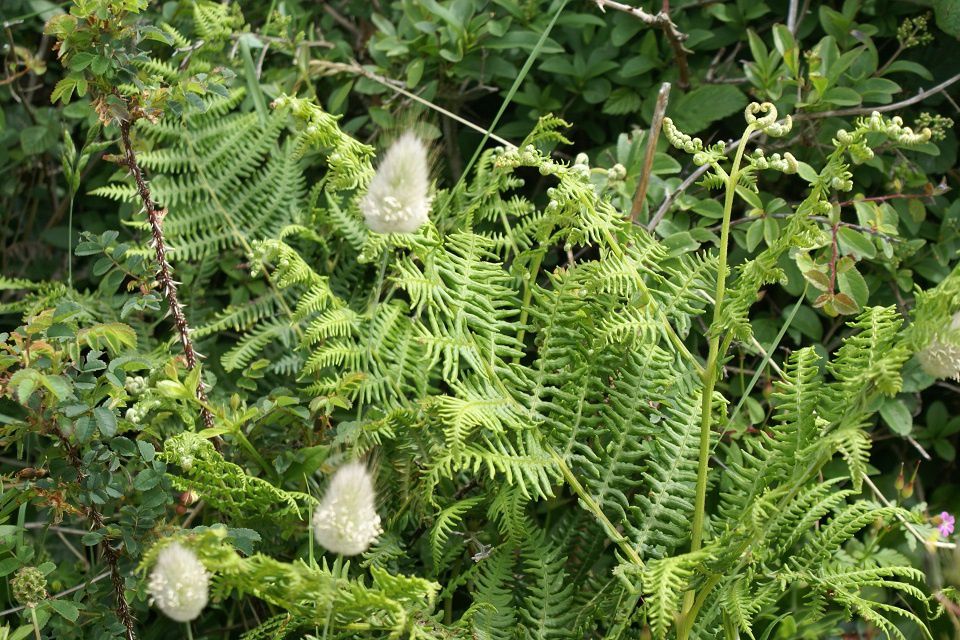 La fougère en habit d’impatience