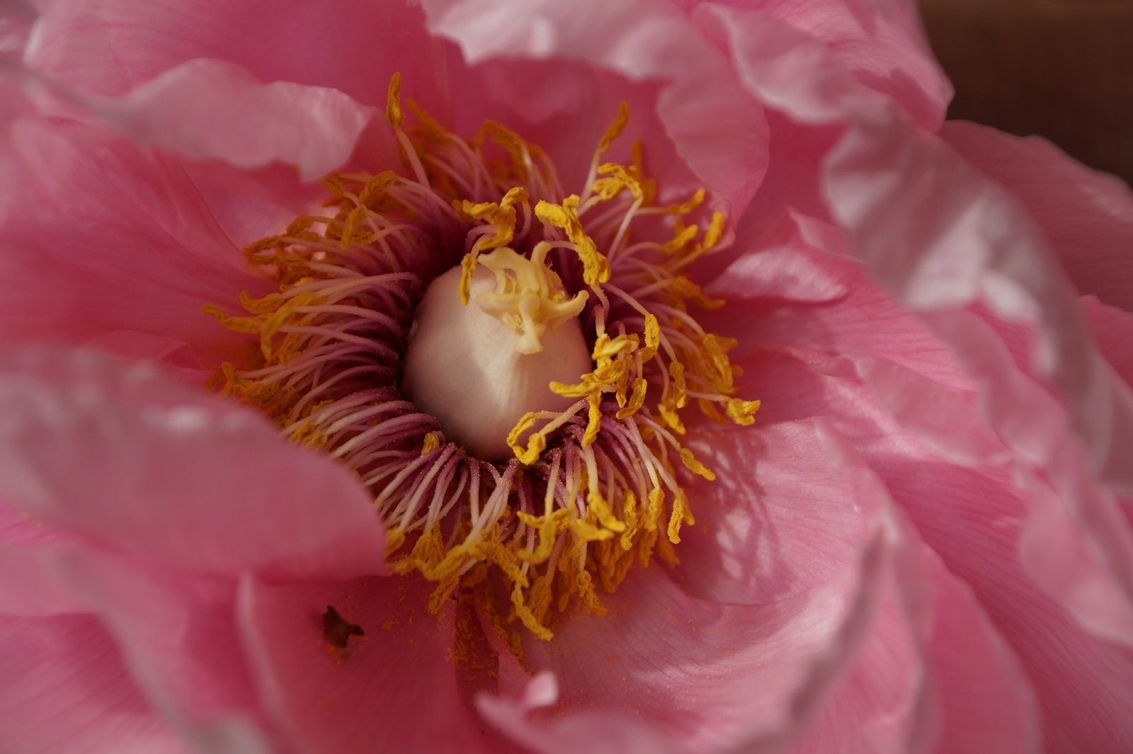 La pivoine révélée