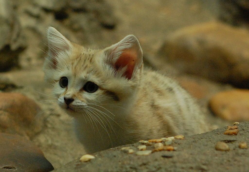 Par Charles Barilleaux from Cincinnati, Ohio, United States of America — Curious Arabian Sand Kitten, CC BY 2.0, https://commons.wikimedia.org/w/index.php?curid=9475532