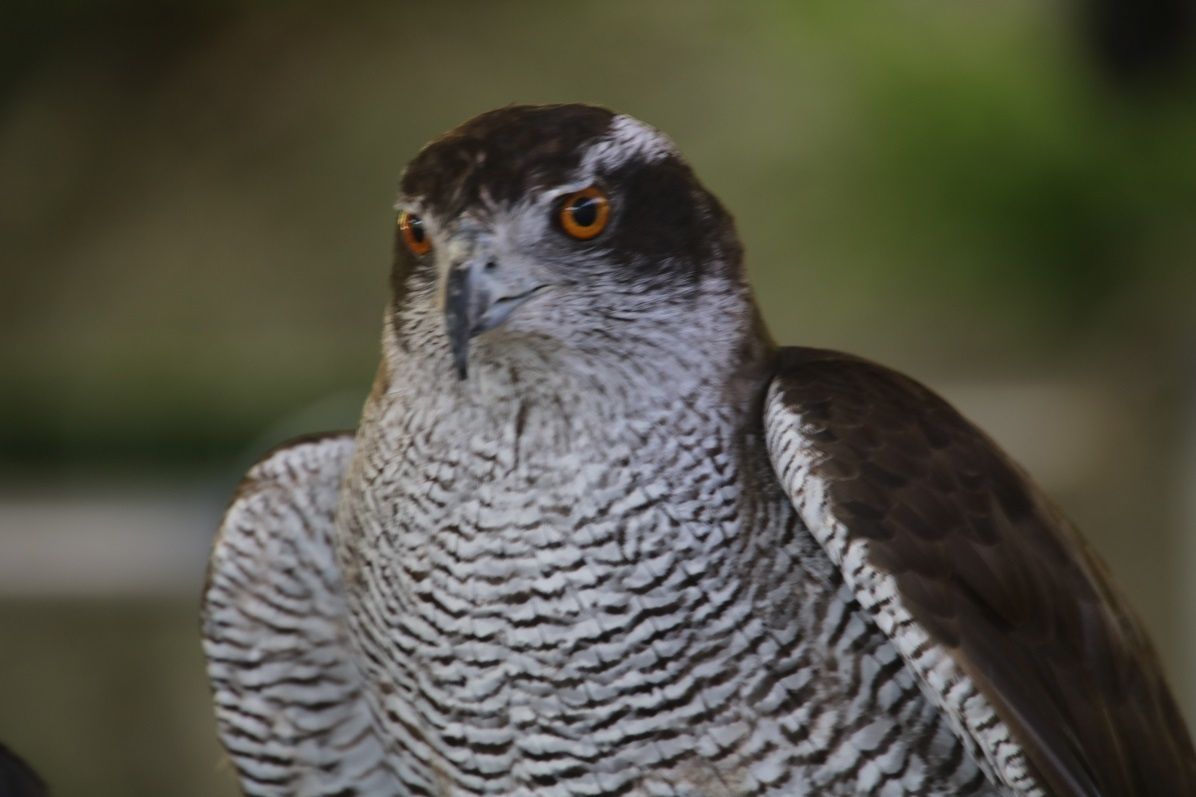 Titane l’autour des palombes