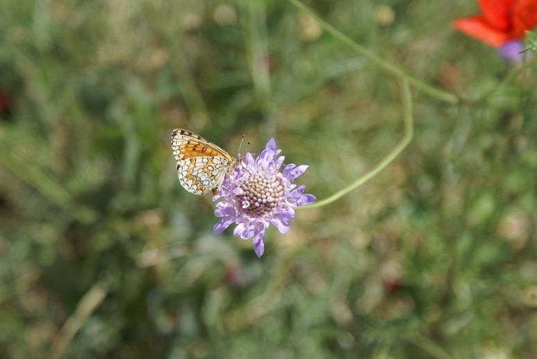 La poésie est dans le pré