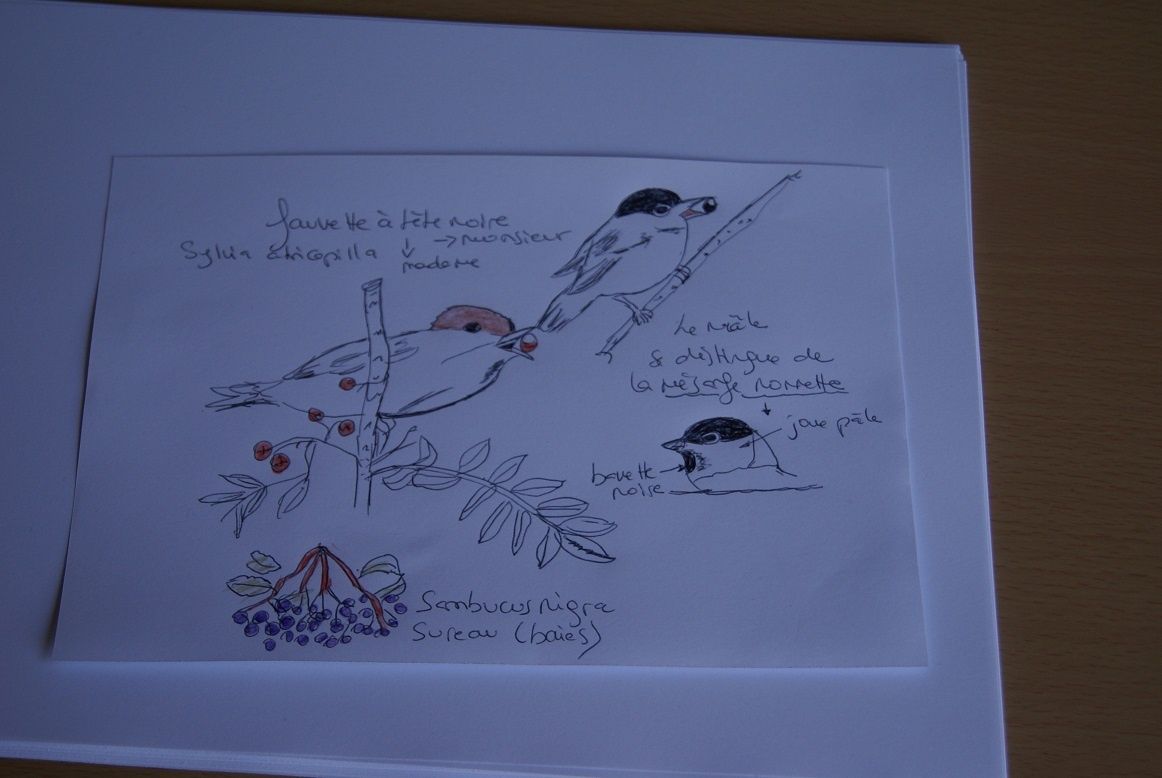 La fauvette à tête noire