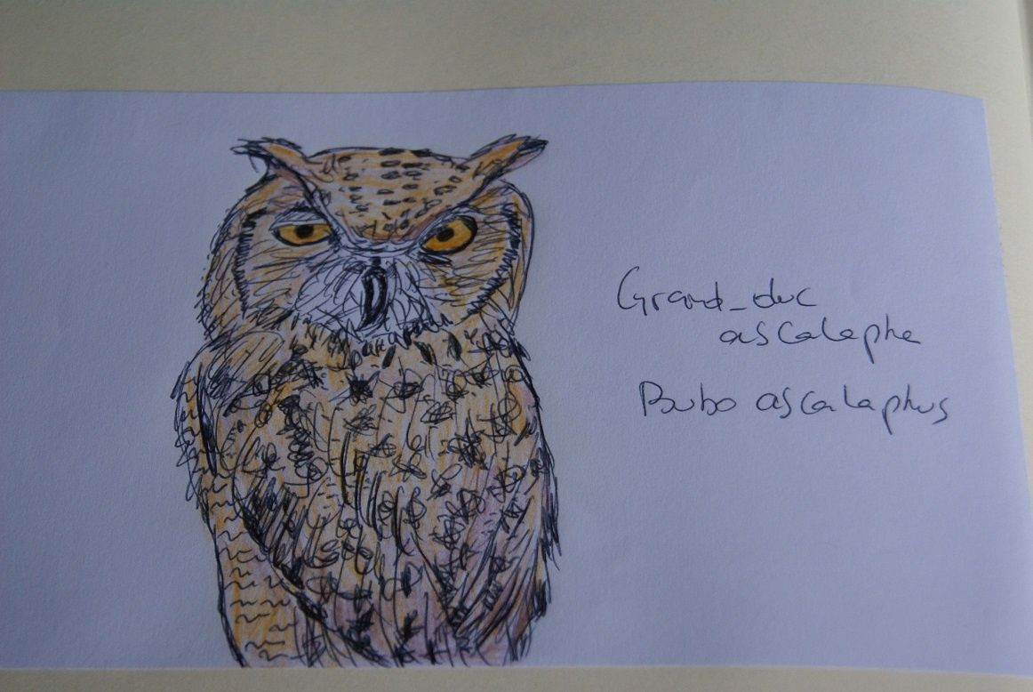 Olaf le grand-duc ascalaphe