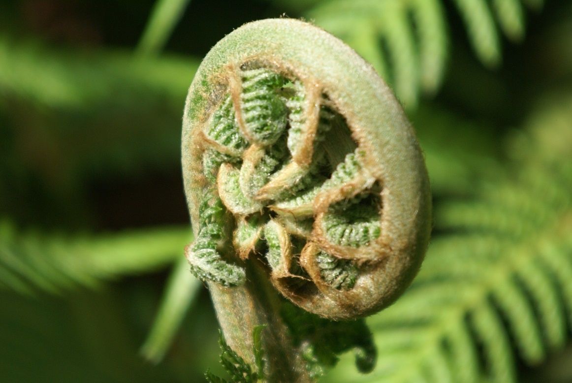 Le repos de la fougère