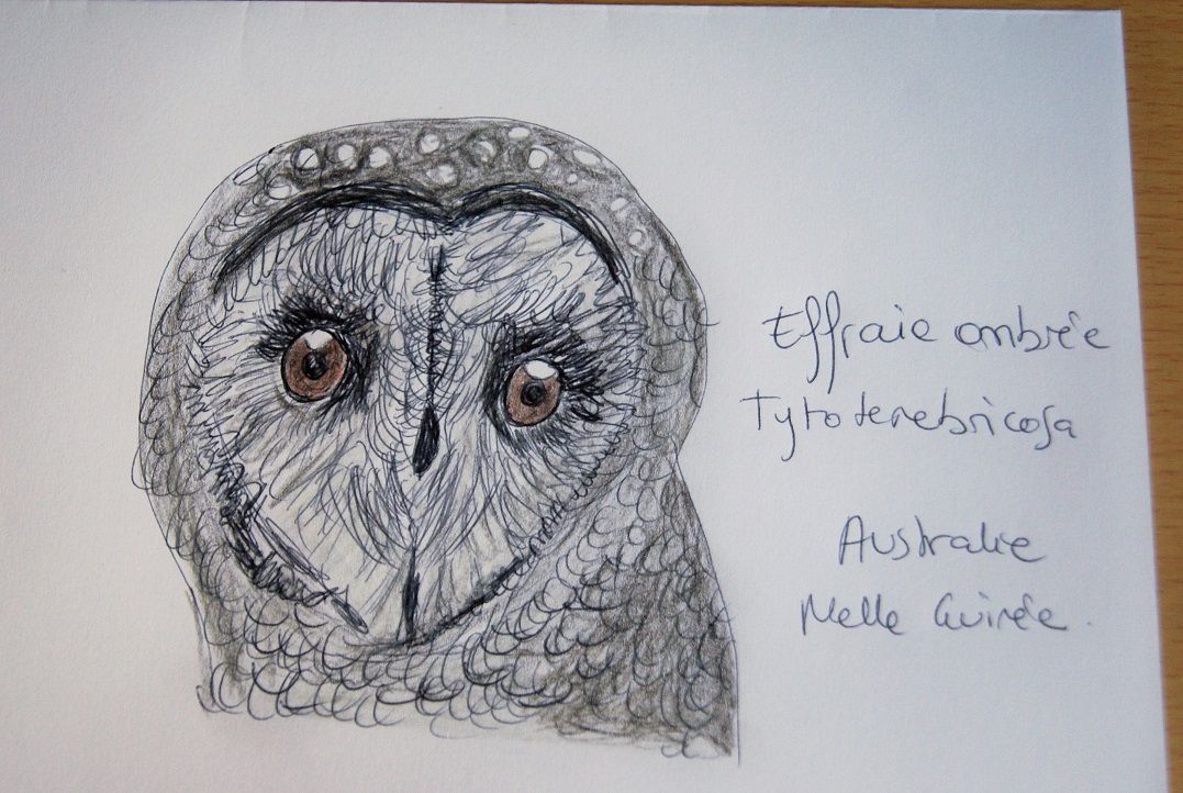 Narguilé l’effraie ombrée