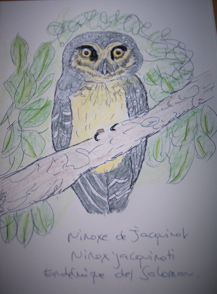 Erato la ninoxe de Jacquinot