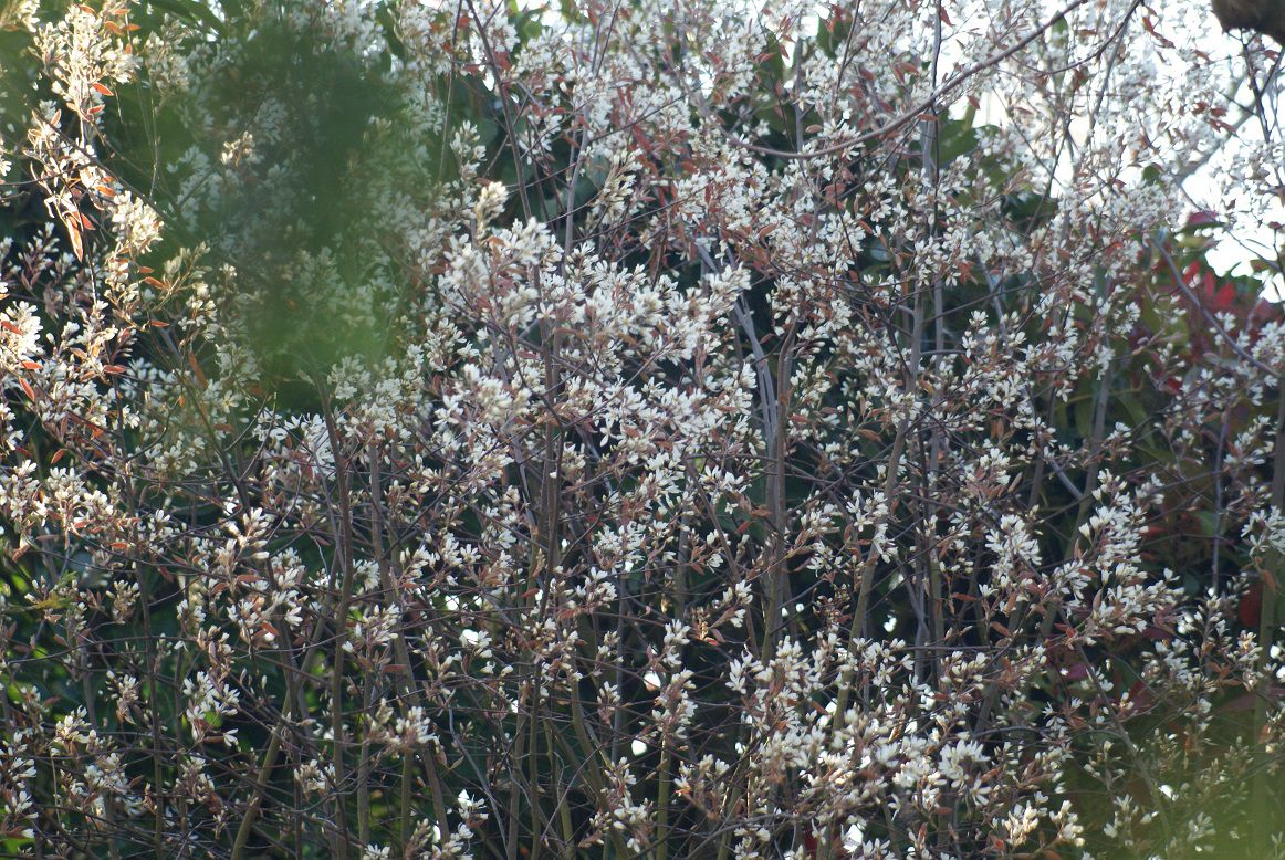 photo prise par la fenêtre de ma salle de bains (fait froid)