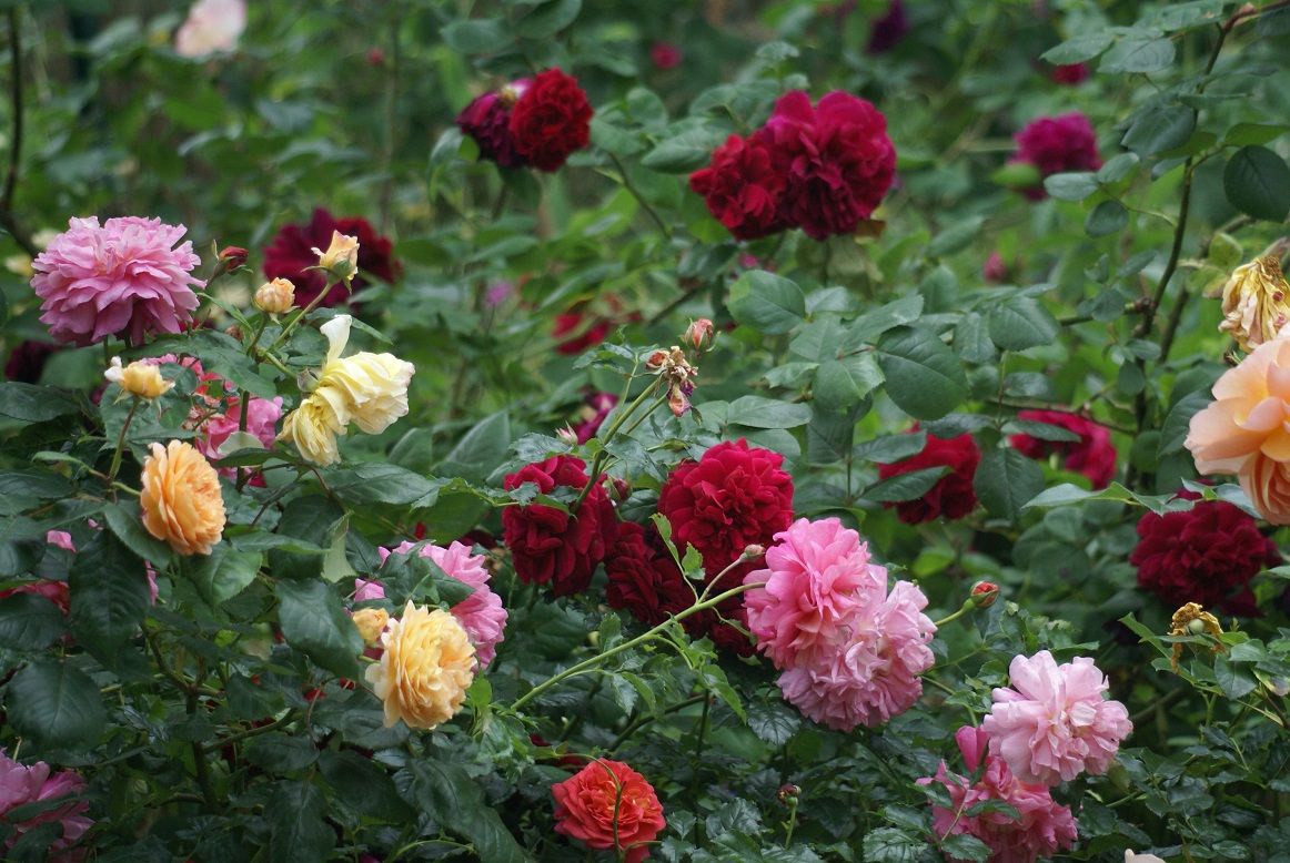 Roses de Magnanville pour Luis Sepulveda