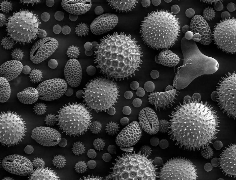 Grains de pollen actuels au microscope électronique (tournesol, volubilis, rose trémière, lys, onagre et ricin ; la taille des grains est généralement comprise entre 300 et 5 μm. Dartmouth College Electron Microscope 