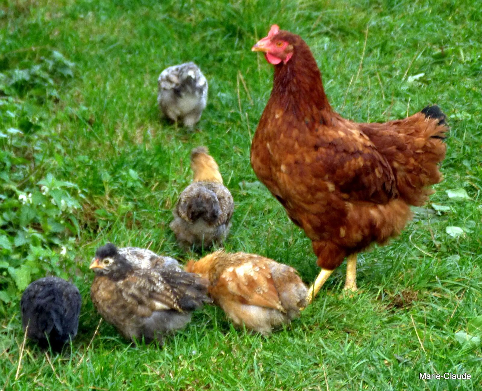 Coqs Ou Poules Un P Tit Coin De Nature