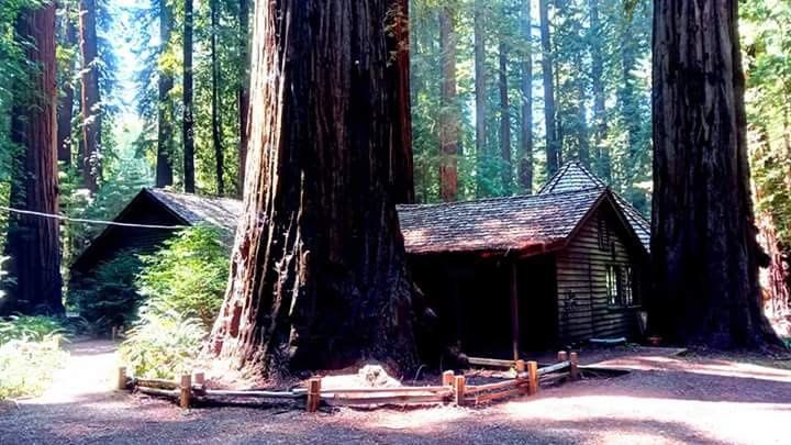 Au pays des Séquoias redwoods
