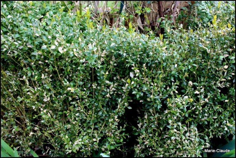 Ô rage! Ô désespoir !!! Un P'tit Coin de Nature