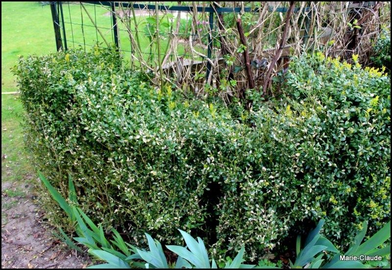 Ô rage! Ô désespoir !!! Un P'tit Coin de Nature