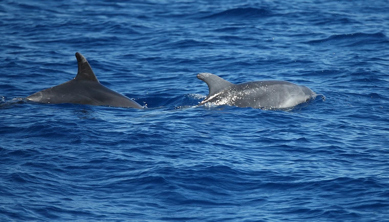Les dauphins en Corse