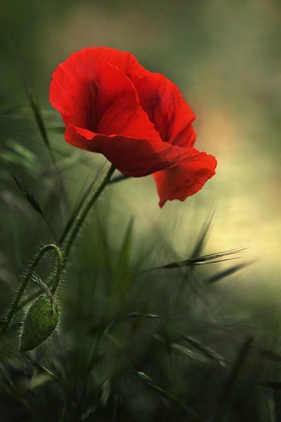 René Guy Cadou, La Fleur rouge. -