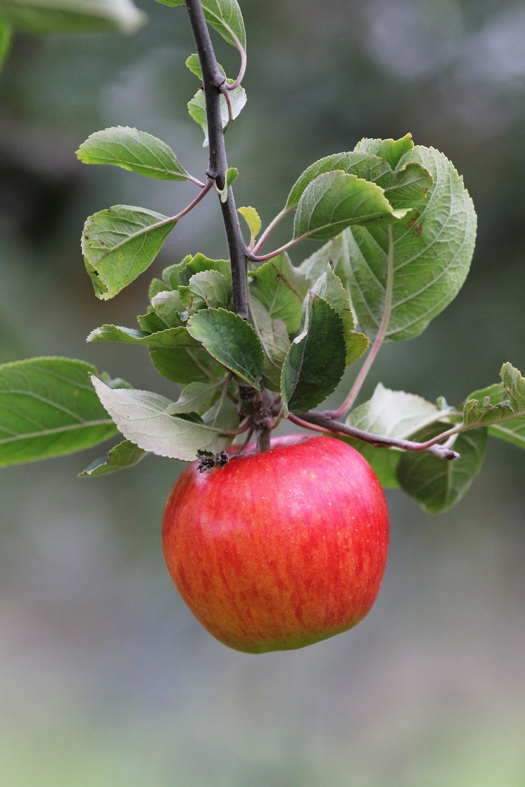 Reine des Reinettes issues des vergers du Clos d'Elogette