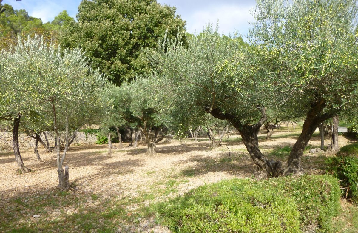 Correns - Le val d'Argens : 10 octobre 2013