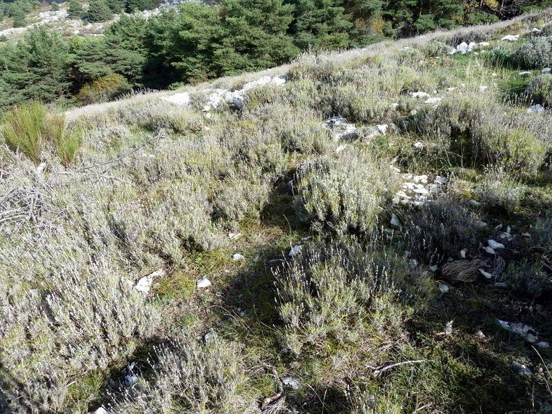 St.Vallier-L'Oppidum de la Malle