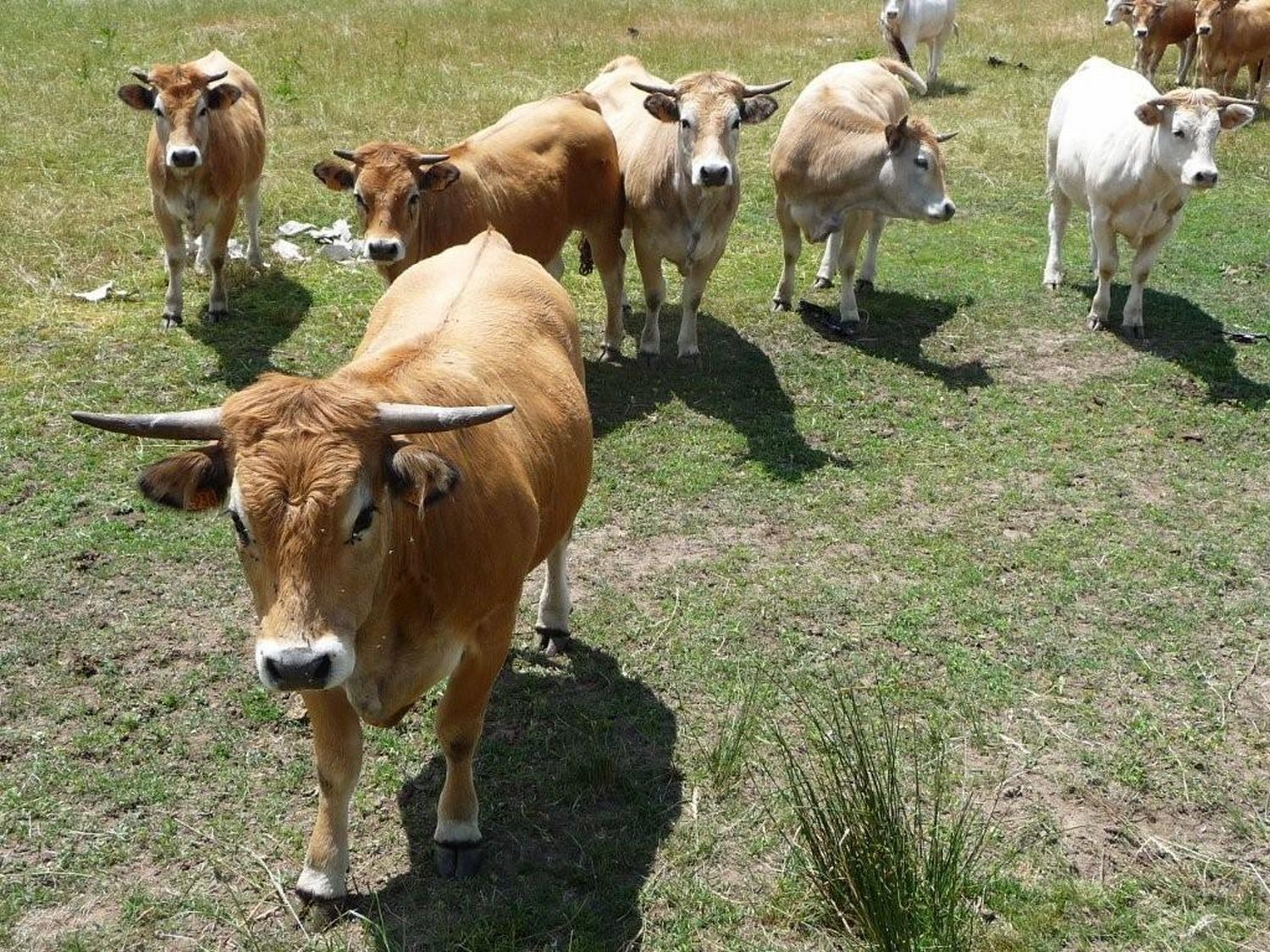 15 - 20 Juin 2014 : Séjour en Haute-Loire