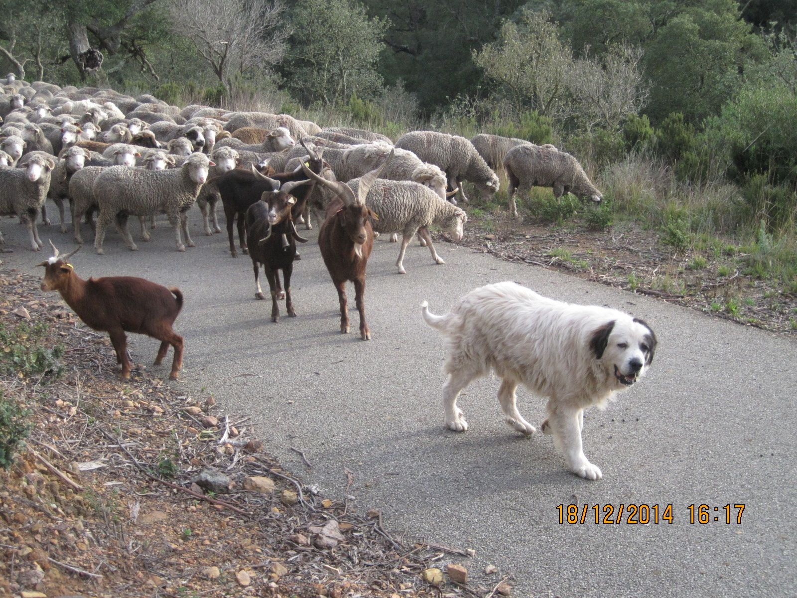 Rando du 18/12/2014 : Estérel - Entre mer et montagne