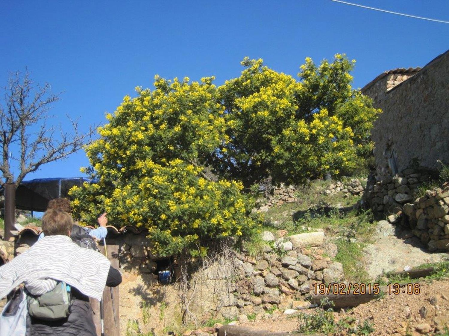 Ste Maxime - Le Mas St Donat : 19 février 2015
