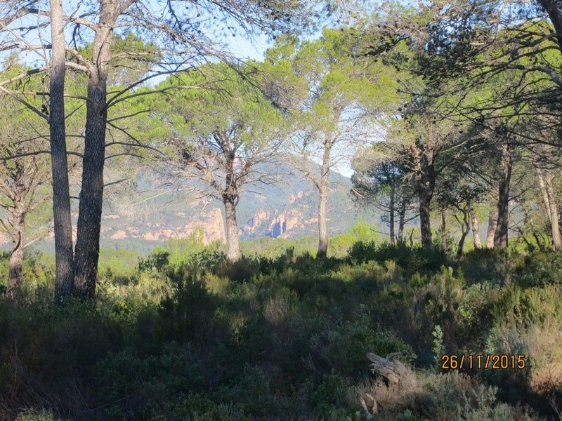 Jusqu'au Blavet en passant par la forêt Raphele - 26/11/2015