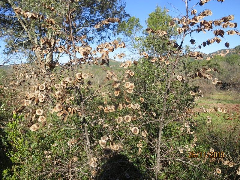 Jusqu'au Blavet en passant par la forêt Raphele - 26/11/2015
